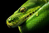 Fond d'écran : reptile, serpent, Reptile à l'échelle, vert, faune ...