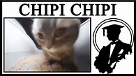 You Cannot Escape The Chipi Chipi Chapa Chapa Cat - YouTube