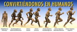 La evolución del Hombre | Antropología | Cronología humano | Wikisabio