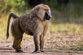Kenya + Olive Baboons | Photos Pictures Images