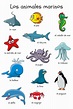 Animales marinos: tipos, características y fotos - Educaimágenes