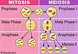Mitosis, meiosis y reproducción - Biología