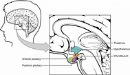 The Pituitary Gland and Hypothalamus | Anatomy and Physiology II