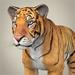 Realistic Bengal Tiger 3D Model in Wildlife 3DExport