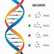DNA mappa concettuale | Algor Education