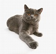 Británico de pelo corto - Razas gatos | Mascotas