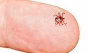 What Are What Are Seed Ticks And How To Deal With ThemAnd How To Deal ...