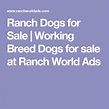 Ranch Dogs for Sale | Working Breed Dogs for sale at Ranch World Ads ...