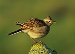 Skylark - BirdWatch Ireland