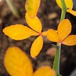 Poncirus trifoliata-Bio Dreiblättrige Orange / Bitterorange | günstig ...