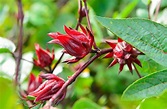 Jamaica Flower Meaning: The Medicinal Beauty » FloraQueen EN