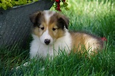 AKC Registered Lassie Collie For Sale Fredericksburg, OH Female- Lily ...