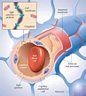 Blood-brain barrier | RIT