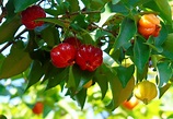 Pitanga (Eugenia uniflora): uma fruta com benefícios para a saúde