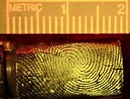 Optimized Development of Latent Fingerprints on Unfired and Fired Brass ...
