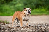 Welche Rassen Sind In Der Old English Bulldog