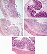 DSS histopathology of the distal colon. ( a – d ) H&E histopathology ...