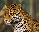 File:Jaguar head shot-edit2.jpg - Wikipedia