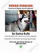 10 Consejos para encontrar tu Perro Perdido, Manual completo | Petzy.org