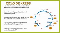 Ciclo de krebs