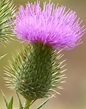 The Scottish Thistle is the oldest recorded 'National Flower' and is ...