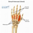 Dorsal Interossei of the hand | Rehab My Patient