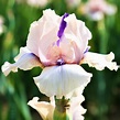 Pink Reblooming Bearded Iris Concertina Rhizomes For Sale – Easy To ...