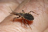 Kissing bug: Everything you need to know