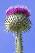 National Flower Of Scotland Photograph by Ross G Strachan