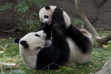 Celebrating Giant Pandas at the San Diego Zoo | Panda lindo, Osos panda ...