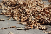 Free Stock Photo of Fallen Dead Leaves On Concrete