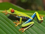 File:Red eyed tree frog edit2.jpg - Wikipedia