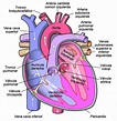 1: Partes del corazón. 1 | Download Scientific Diagram