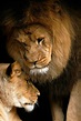 Lion Love, Pair of African Lions at Artis - Limited Edition Fine Art ...
