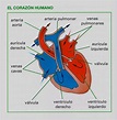 Cómo Dibujar Un Corazón Humano – Novalena