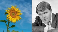 Glen Campbell Sunflower (with lyrics) - YouTube