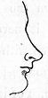 Human nose - Wikipedia