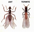 Flying Ants or Termites? | Black Knight Pest Control