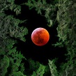 PHOTOS: Bay Area stargazers share photos of super blood wolf moon ...