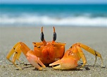 +30 Curiosidades sobre los cangrejos (Datos increibles)