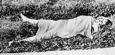 Who Killed Elizabeth Short? Remembering the Black Dahlia - The CrimeWire