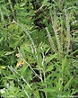 Ambrosia peruviana | TRAMIL