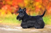 Scottish Terrier im Rassen-Porträt (Mit Bildern & Infos)