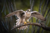 Halcón Mexicano | Guía de Aves