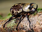 Ohio Birds and Biodiversity: Eastern Hercules Beetle!
