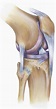 Anatomy Knee Joint | KLINIK am RING