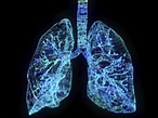 Anatomía de los pulmones - Medicina Básica