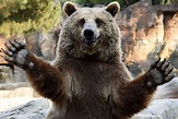Bear hug time! : r/Bearswaving