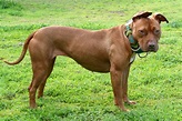 Pit Bull (American Pit Bull Terrier) - Wiki Pets