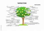 Song Lemon Tree: Deutsch DAF Arbeitsblätter pdf & doc